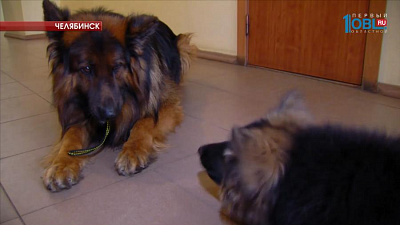 Городской службе спасения подарили щенка немецкой овчарки