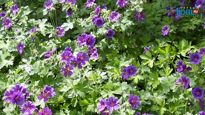 Домашние цветы. Герань