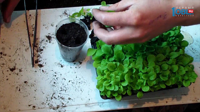 Время высаживать цветы!