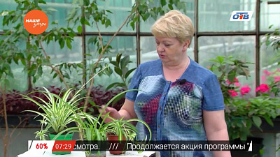 Cадовые истории - о хлорофитуме