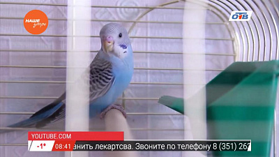 Пушистое утро - о том, как научить попугая говорить