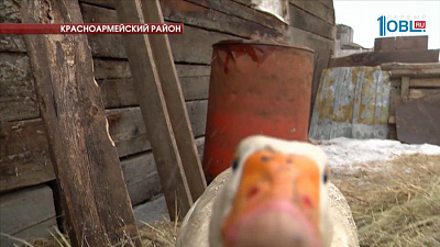 Южноуральская семья купила корову по программе "Социальный контракт"