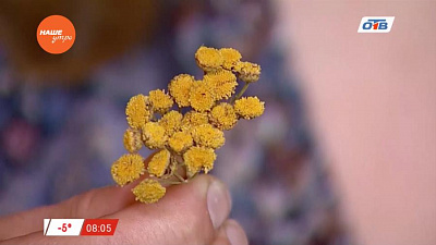 Знахарь - о работе ЖКТ