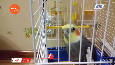 Пушистое утро - о том, надо ли держать попугаев в клетке