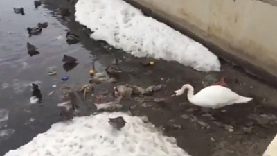 Белый лебедь, чистящий водоем от мусора, стал интернет-звездой