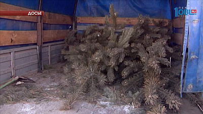 В Челябинской области незаконно спилили почти 10 тысяч кубометров леса