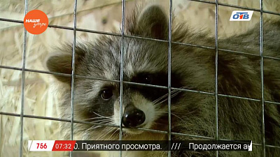 Пушистое утро - о енотах