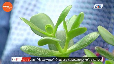 Наше УТРО на ОТВ – садовые истории о толстянке