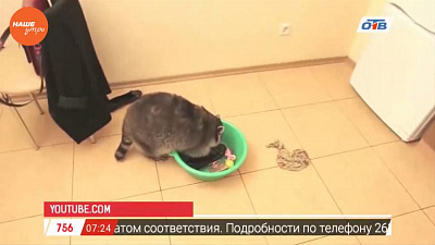 Наше УТРО на ОТВ – пушистое утро о енотах в квартире