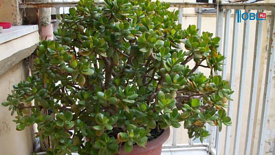 Комнатные растения