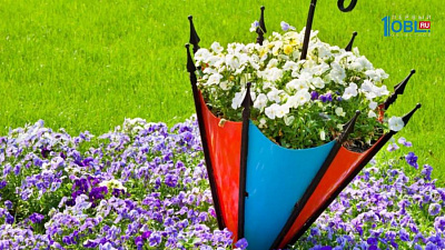 Рассада цветов