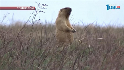Южноуральские карпы предсказывают погоду
