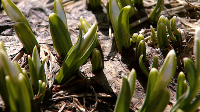В центре Челябинска расцвели тридцатилетние подснежники