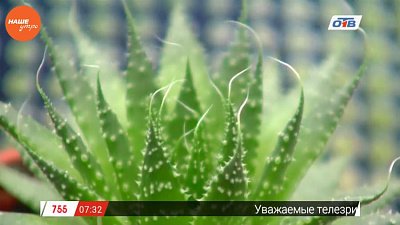 Наше УТРО на ОТВ – садовые истории о суккулентах Наше УТРО на ОТВ – садовые истории о суккулентах