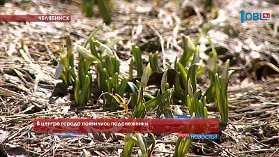 В центре города появились подснежники
