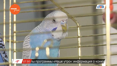 Пушистое утро - о болезнях попугаев