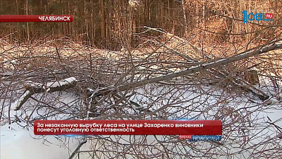 За незаконную вырубку леса на улице Захаренко виновники понесут уголовную ответственность