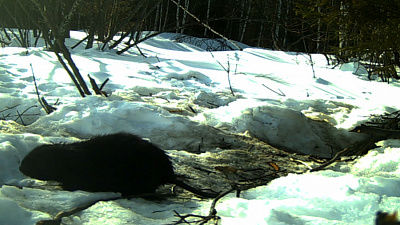 Семейство бобров попало в объектив фотоловушки на Таганае