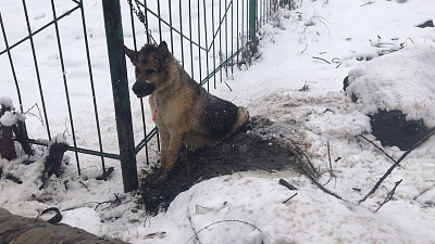 Овчарку приковали к школьному забору в Советском районе