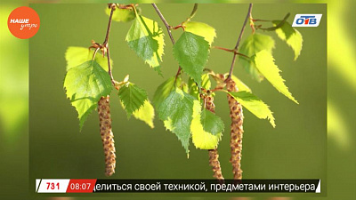 Наше УТРО на ОТВ – травник о полезных свойствах березы