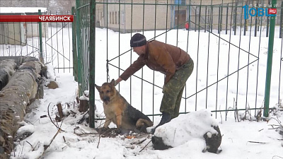Неизвестные приковали собаку к школьному забору 