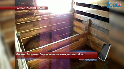 Фермер Владимир Пырочкин о спасении дикого кабана