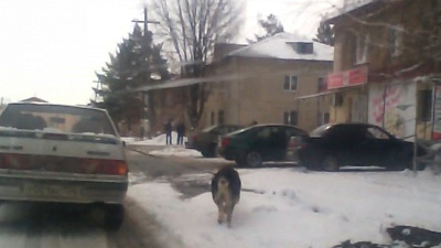 Автомобиль выгуливает огромного пса