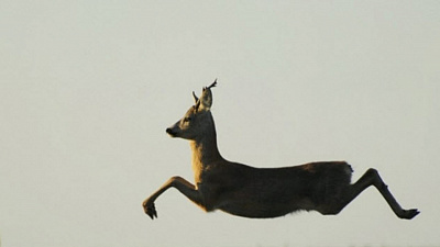 Скачущую вдоль гаражей косулю сняли на видео в Миассе