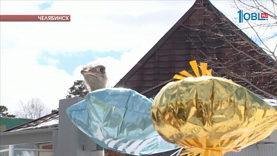 Страусы предсказывают погоду на лето