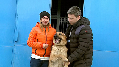 Овчарку, прикованную к забору, забрали хозяева