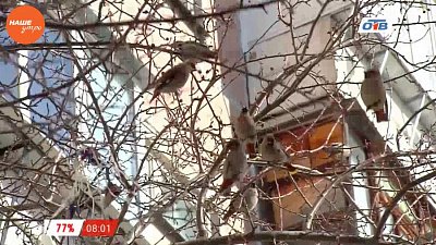 Наше УТРО на ОТВ – сюжет про птичек