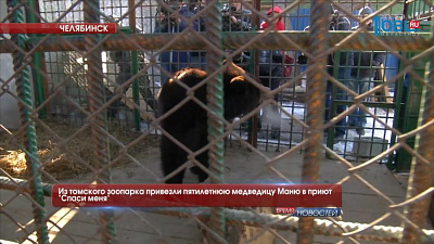 Из томского зоопарка привезли пятилетнюю медведицу Маню в приют "Спаси меня"