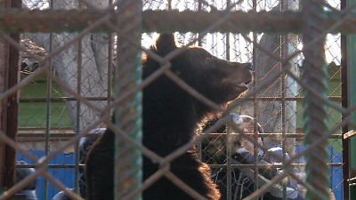 Медведица Маня освобождена из разорившегося зоопарка и переселена в Челябинск 