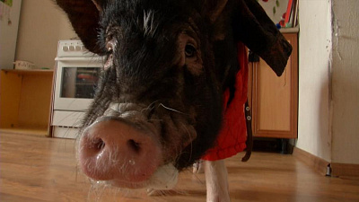 Челябинский хряк по кличке Карл Лагерфельд выполняет собачьи команды