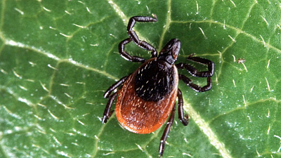 15% клещей инфицированы. Что делать, если он все-таки укусил? 