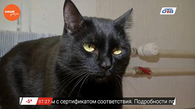 Наше УТРО на ОТВ – пушистое утро о мини-пигах