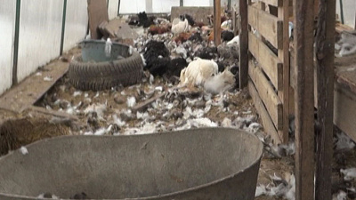 Чупакабра загрызла двести кур и устроила погоню за индюком 