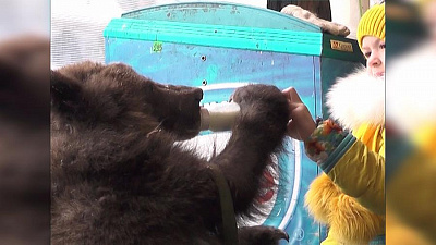 Медвежонок Степа станет опасным для людей в период полового созревания