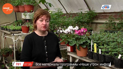 Наше УТРО на ОТВ – садовые истории о цикламене