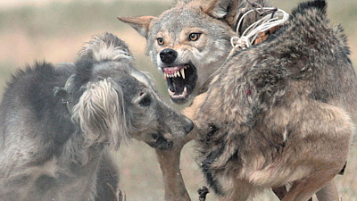 Бешенство смертельно для человека! Как спастись от зараженного животного? 