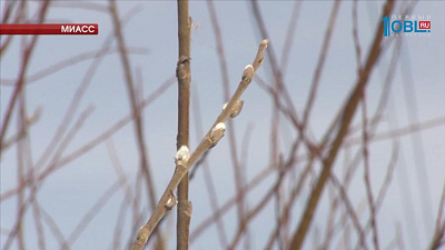  На Южном Урале из-за морозов верба расцвела поздно