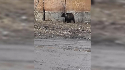 В центре Челябинска гуляет медведь 