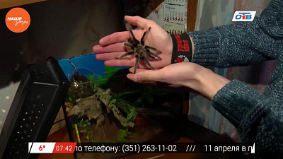 Наше УТРО на ОТВ – пушистое утро о питании пауков