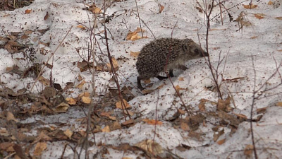 Фыркающий зверек вышел на субботник в Пласте