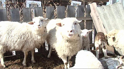 Дикая лиса покусала стадо баранов и коз в Кусинском районе