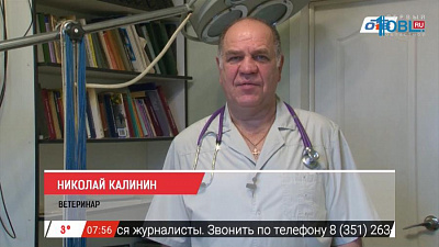 Наше УТРО на ОТВ – зоосоветы от ветеринарного врача Николая Калинина