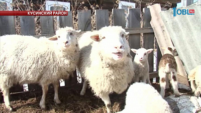 Дикая лисица напала на подворье