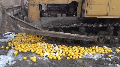 Тонну несанкционированных лимонов сравняли трактором с землей 
