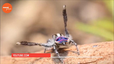 Наше УТРО на ОТВ – пушистое утро о том как отличить самца от самки паука-птицееда