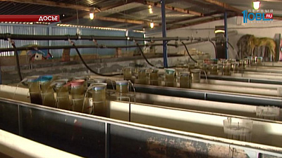 На Южном Урале создадут рыбный кластер